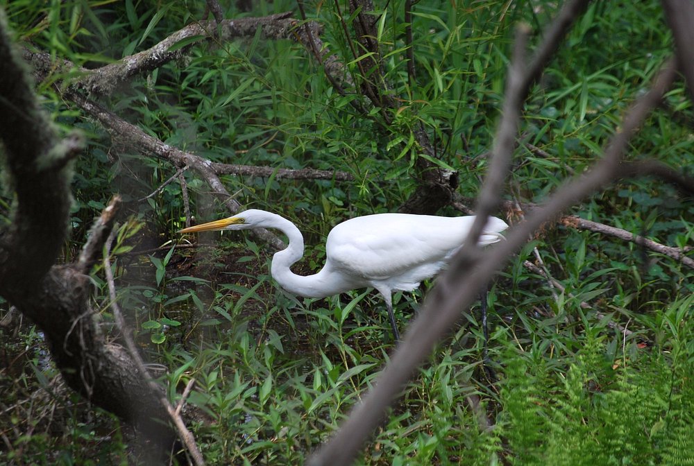 Sea Pines Forest Preserve